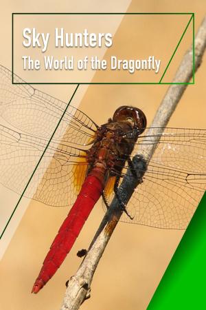 Sky Hunters - The World of Dragonfly (2010)